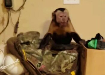 Jovem encontra macaco na garagem e compara animal a Marcel, de Friends