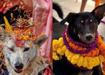 Kukur Tihar: conheça o festival nepalês que homenageia e alimenta cães