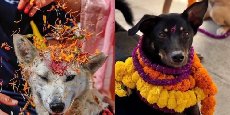 Kukur Tihar: conheça o festival nepalês que homenageia e alimenta cães