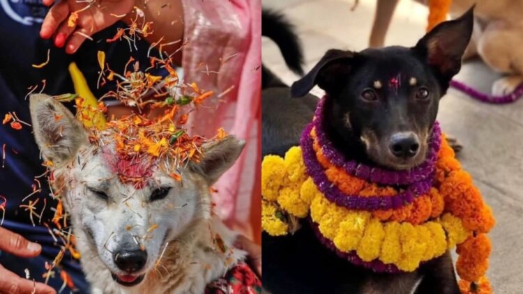 Kukur Tihar: conheça o festival nepalês que homenageia e alimenta cães