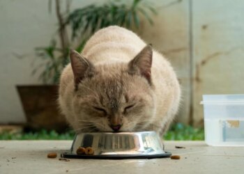 Mudanças repentinas na alimentação causam vômitos e diarreia nos pets