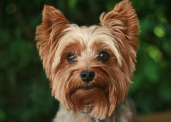 Otite em cães exige diagnóstico rápido e tratamento adequado