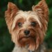 Otite em cães exige diagnóstico rápido e tratamento adequado