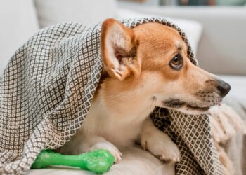 Outono: especialista revela 8 cuidados indispensáveis com os pets