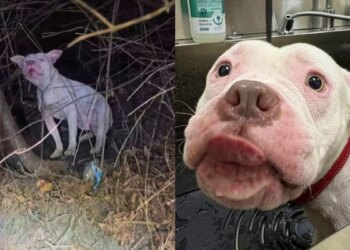 Pedestre salva cão abandonado que estava prestes a morrer congelado