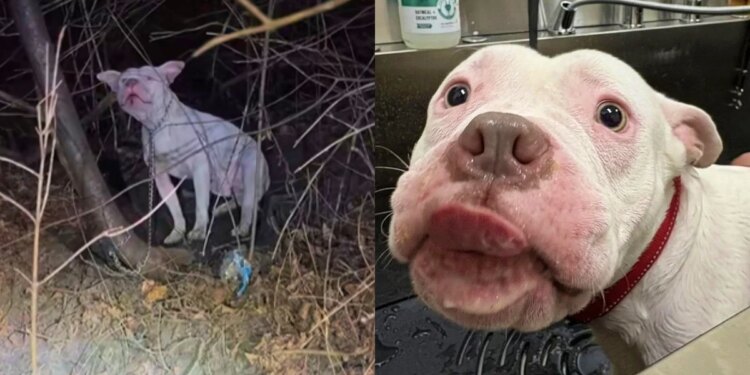 Pedestre salva cão abandonado que estava prestes a morrer congelado
