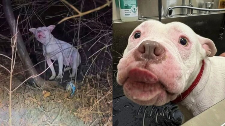 Pedestre salva cão abandonado que estava prestes a morrer congelado