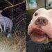 Pedestre salva cão abandonado que estava prestes a morrer congelado