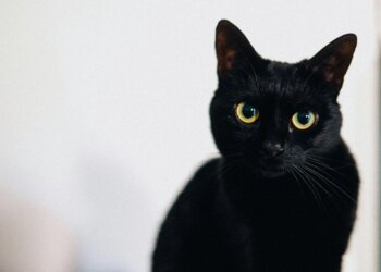 Pesquisa: 68% das ONGs já receberam relatos de abandono de gatos pretos