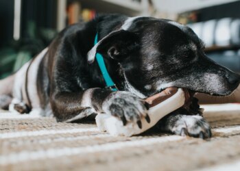 Petisco de orelha de boi é seguro para cães? Veterinária esclarece