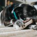 Petisco de orelha de boi é seguro para cães? Veterinária esclarece