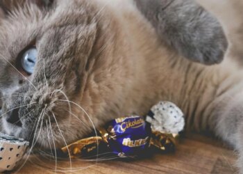 Por que o chocolate é tão tóxico para pets? Veterinária revela motivo