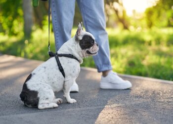 Quanto tempo vive um cão? Veja a expectativa de vida de cada raça