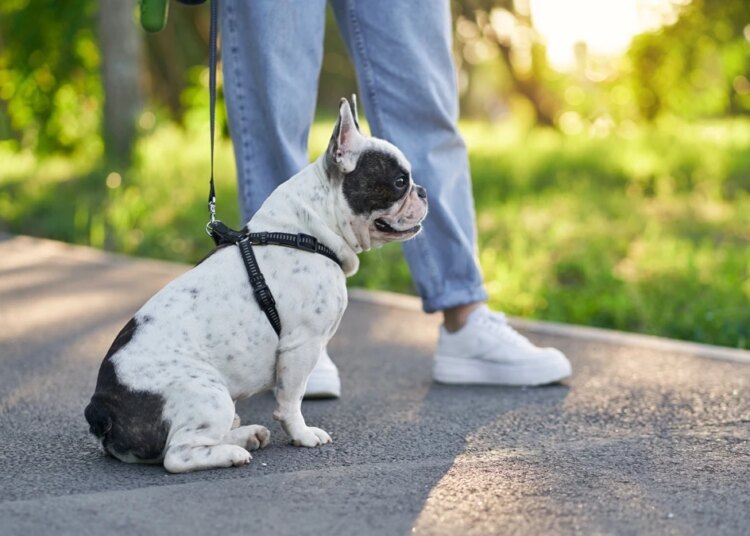 Quanto tempo vive um cão? Veja a expectativa de vida de cada raça