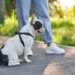 Quanto tempo vive um cão? Veja a expectativa de vida de cada raça