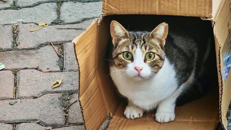 Seu gato se interessa por objetos aleatórios? Entenda o comportamento