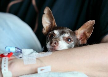 Terapia do amor: o impacto dos animais no desenvolvimento humano