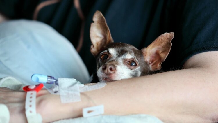 Terapia do amor: o impacto dos animais no desenvolvimento humano