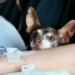 Terapia do amor: o impacto dos animais no desenvolvimento humano