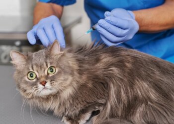 Vacina para gatos: entenda as diferenças e como escolher a opção ideal