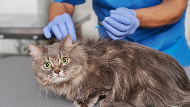 Vacina para gatos: entenda as diferenças e como escolher a opção ideal