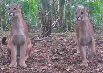 Vídeo: onça-parda é flagrada "posando" para câmera na serra do RJ