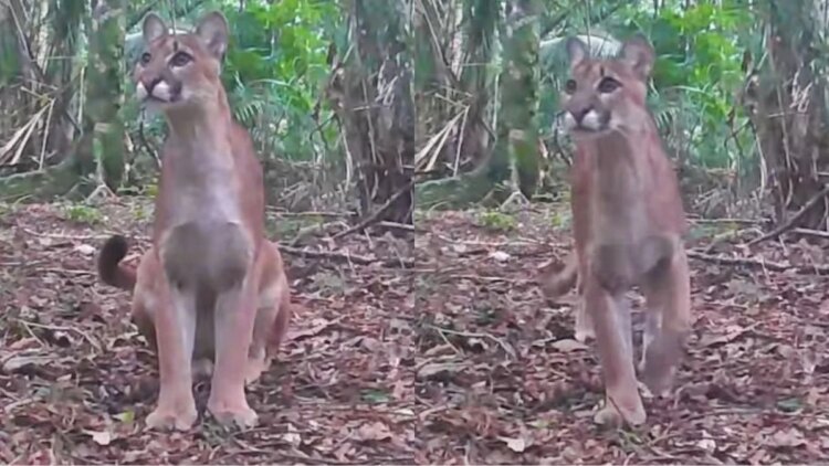 Vídeo: onça-parda é flagrada "posando" para câmera na serra do RJ