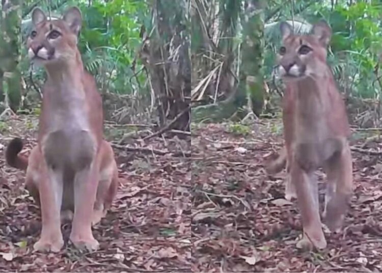 Vídeo: onça-parda é flagrada "posando" para câmera na serra do RJ
