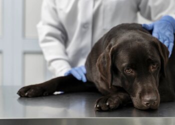 Abril Laranja alerta para maus-tratos e sofrimento emocional em pets