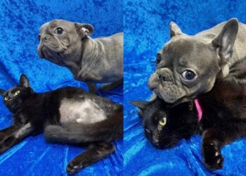 Ambas com 3 patas, pets viram melhores amigas e são adotadas juntas