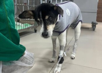 Aos 16 anos, cadela ganha marca-passo e supera doença cardíaca grave