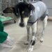 Aos 16 anos, cadela ganha marca-passo e supera doença cardíaca grave