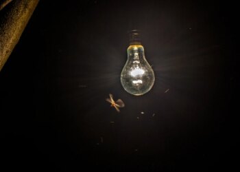 Bichos de luz: calor e chuva favorecem reprodução curiosa de cupins