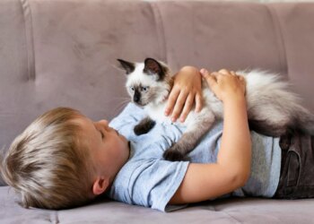Casa pet friendly: por que higienizar estofados é tão importante?