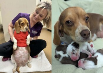 Com filhotes “gigantes”, cadela passa por cesárea em veterinário