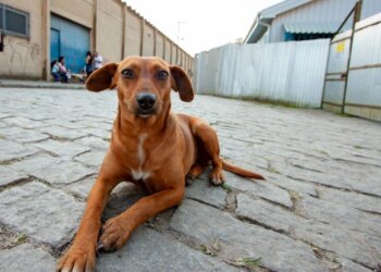 Dia do Cachorro de Rua: maioria dos pets adotados são de resgate