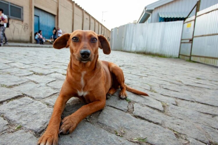 Dia do Cachorro de Rua: maioria dos pets adotados são de resgate