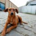 Dia do Cachorro de Rua: maioria dos pets adotados são de resgate