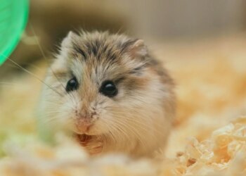 Dia do Hamster: tudo o que você precisa saber antes de ter o pet