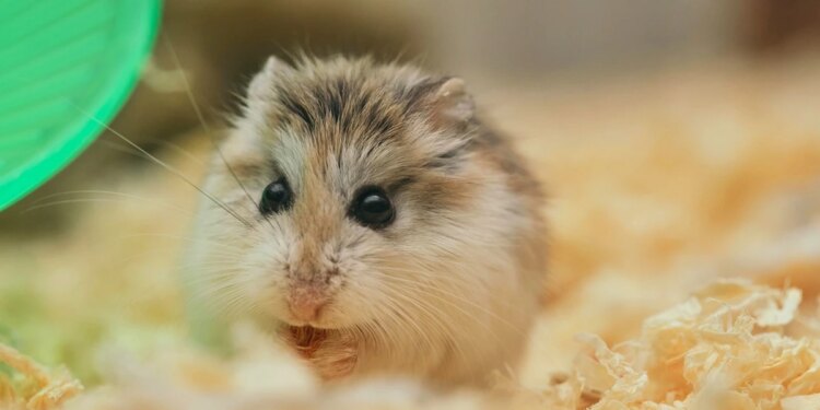 Dia do Hamster: tudo o que você precisa saber antes de ter o pet