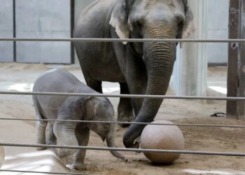 Elefanta rejeitada pela mãe ganha nova "madrasta" em zoológico