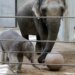 Elefanta rejeitada pela mãe ganha nova "madrasta" em zoológico