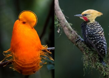 Entre espera e o instante: desafios de fotografar aves raras no Brasil