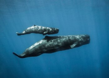 Estudo revela que fezes de baleias são fertilizantes vitais do oceano
