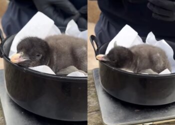 Filhotes de pinguim “do tamanho de um kiwi” nascem em zoológico