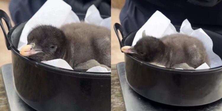 Filhotes de pinguim “do tamanho de um kiwi” nascem em zoológico