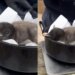 Filhotes de pinguim “do tamanho de um kiwi” nascem em zoológico