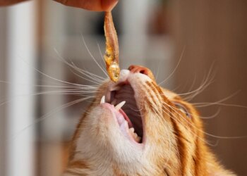 Gatos também amam petiscos: saiba como oferecer snacks aos felinos