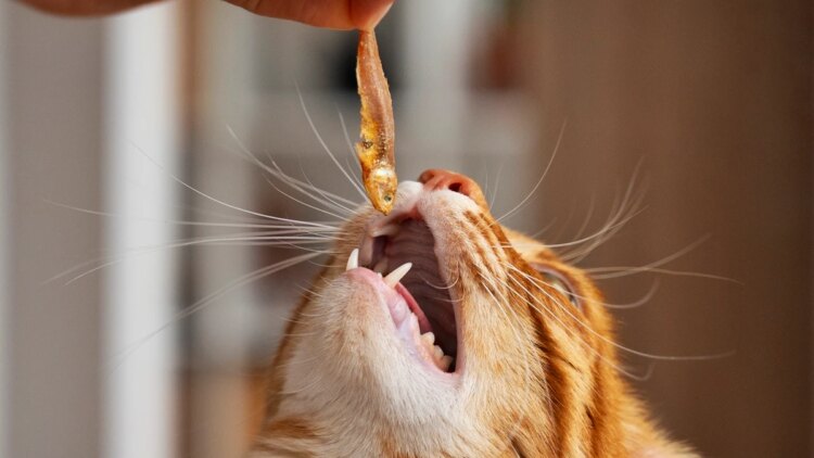 Gatos também amam petiscos: saiba como oferecer snacks aos felinos