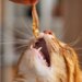 Gatos também amam petiscos: saiba como oferecer snacks aos felinos